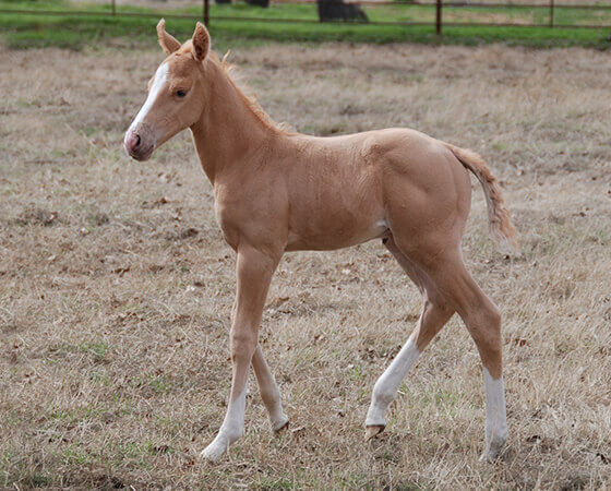 CD Diamond x Starlit Rita - 2019 Colt